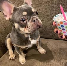 French bulldog · fresno, ca. French Bulldog Puppies For Sale In French Bulldog Puppies For You Facebook