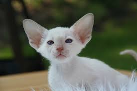 Image result for white cat with small eyes