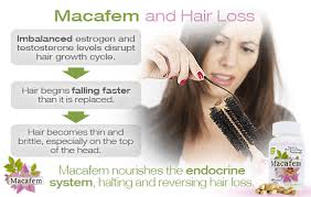 This is most noticeable during menopause, when estrogen levels tend to drop and the hair follicles fall under the influence of the male hormone testosterone. Macafem And Hair Loss Macafem Com