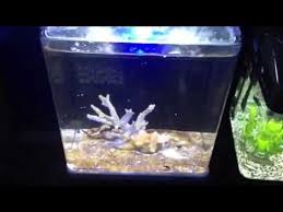 Paul Talbots Tips For Fixing Brown Algae In An Aqua One Nan Aqua Fish Breeding Algae