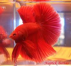 Red Male Betta Flaring This Is His Territorial Display To Warn Off Other Males And Attract Females Betta Fish Types Betta Fish Betta