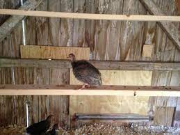 Submitted 1 month ago by vmgallegos13. Guinea Fowl Feed Last Train Vineyard