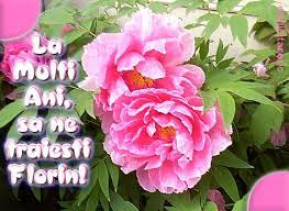 Cos cu flori de la multi ani! 28 Felicitari De Florii Ideas Plants Spring Flowers Wallpaper Winter Flowering Shrubs