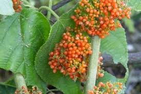 Image result for Scepocarpus trinervis