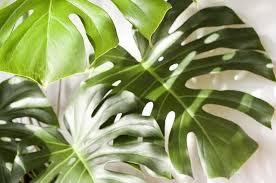 Monstera Caratteristiche E Come Curarla Codiferro Master Gardener
