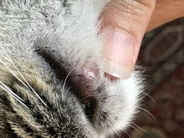 Its saliva will deposit bacteria into the wound. Cat Acne Or Spider Bite Thecatsite