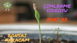 Sonrasında ise ilk sulamayı yapabilirsiniz. Bonsai Ekim Kiti Karacam Cimlenme Videosu Youtube