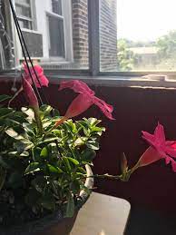 We did not find results for: What Is This Pink Flower Gardening Landscaping Stack Exchange