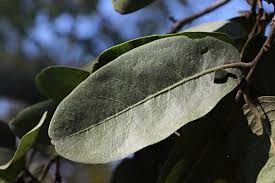 Image result for Diospyros kirkii