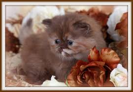 Persian cat breeder located in oregon. Chocolate Tortoiseshell Teacup Persian Kitten For Salesuperior Quality Persian Himalayan Kittens For Sale In A Rainbow Of Colors In Business For 32 Years