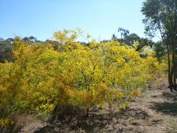 Image result for Acacia lasiopetala