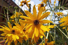 Image result for Helianthus angustifolius
