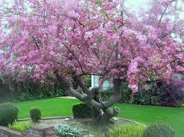 Image result for Kraussia floribunda