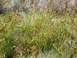 Image result for Echinochloa ugandensis