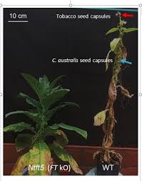 Image result for Cuscuta australis