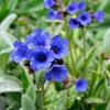 Geranium hardy bluescranesbill hardy geranium hardy geranium hardy blues. Https Encrypted Tbn0 Gstatic Com Images Q Tbn And9gcsive Xent7j6vfw24lpjntg79sfm5pfdddhn3xd9g9o4wxoaio Usqp Cau