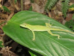 Image result for Anolis punctatus