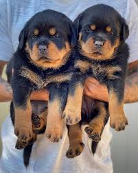 Der korperkraft von rottweilers is a rottweiler breeder offering german rottweiler puppies for sale. Rottweiler Puppy Available Posts Facebook