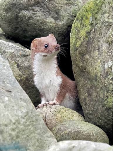 Weasel | NatureSpot