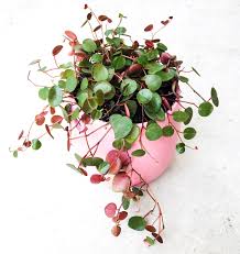 Maybe you would like to learn more about one of these? 3 Peperomia Ruby Cascade Cuttings Peperomia Plant Hanging Plants Plants