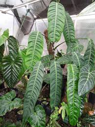 Nse Tropicals Timeline Photos Facebook Philodendron Plant Plants Philodendron