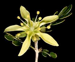 Image result for Tribulus zeyheri