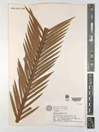 Image result for Equilabium parvum