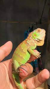 Pin By Alicia Loughrey On Animals Baby Iguana Iguana Pet Cute Little Animals
