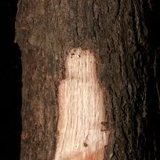 Image result for Brazzeia