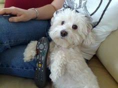 Shelters and rescues in florida. 12 Best Maltipoo Rescue Florida Ideas Maltipoo Rescue Maltipoo Maltipoo Puppy