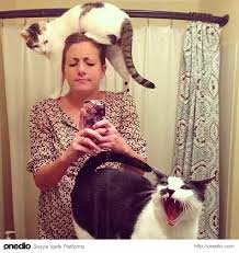 kedi sahibi olmadan once ve sonrasinda hayat cok sirin hayvanlar kedi sevimli kediler