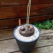 Image result for Neorautanenia mitis