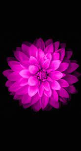 ❤ get the best full hd flowers wallpapers on wallpaperset. Purple Flower Iphone Wallpapers Top Free Purple Flower Iphone Backgrounds Wallpaperaccess