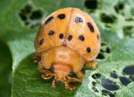 Adults, larvae and bright yellow eggs are usually found on the undersides of. Mexican Bean Beetle Wikipedia