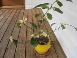 Apple trees produce apple blossoms, which when pollinated, then produce the fruit. Why Didn T My Meyer Lemon Tree Produce Fruit After It Blossomed Gardening Landscaping Stack Exchange