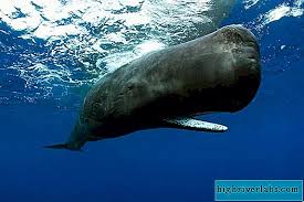Paus sperma atau physeter macrocephalus merupakan salah satu jenis paus terbesar di dunia. Paus Sperma Gergasi Bawah Air Mamalia