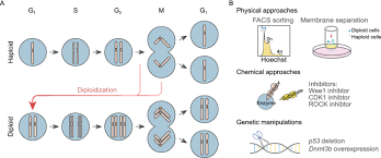Diploids are cells which consist of two sets of chromosomes. Current Advances In Haploid Stem Cells Springerlink