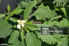 Image result for Turneraceae