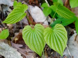 Image result for Dioscoreaceae