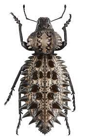 Gagatophorus Draco Bugs And Insects Beautiful Bugs Animals Bugs