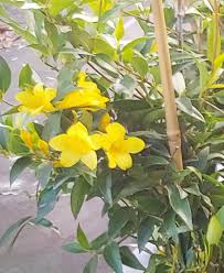 Image result for Gelsemium