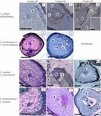 Campanula interspecific (2) apply campanula interspecific filter. Production Of Interspecific Campanula Hybrids By Ovule Culture Exploring The Effect Of Ovule Isolation Time Springerlink