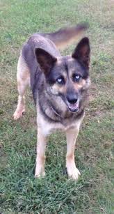 Fiete husky schäferhund mix updated their profile picture. Die 62 Besten Ideen Zu Schaferhund Husky Mix Husky Mix Schaferhunde Husky