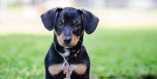 18 Adorable Mixed Breed Dogs You Ll Fall In Love With Mixed Breed Dogs Mixed Breed Dogs Medium Dog Breeds