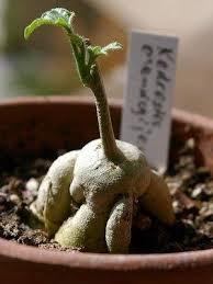 Image result for Kedrostis