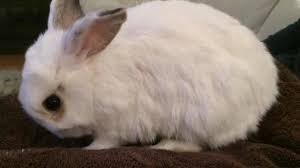 Does Your Bunny Do The Butt Twitch The Rabbit Doctors