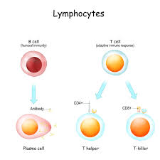 Image result for T-Lymphocyte