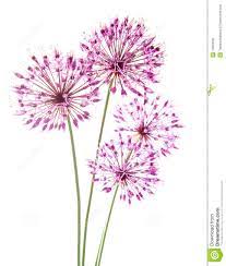 Allium Watercolor Flowers Flower Drawing Allium Flowers