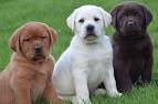 Price Of Labrador Puppies In Philippines - Animals & Pets ...