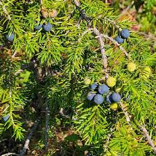 Image result for Dovyalis zeyheri